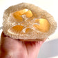 Natural Wood Handle Loofah
