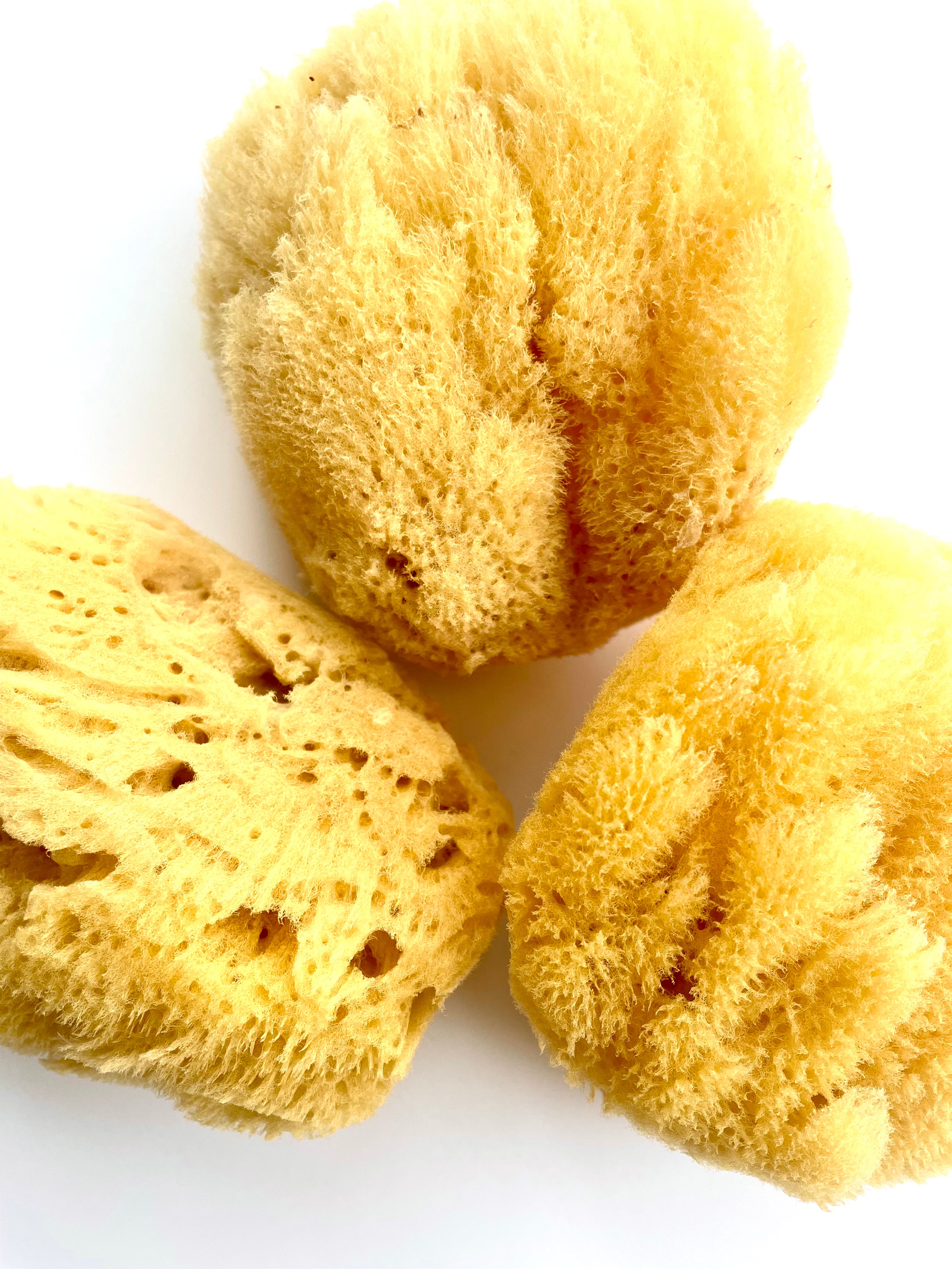 Caribbean Grass Body Sponge – Essential Blooms Body & Skincare