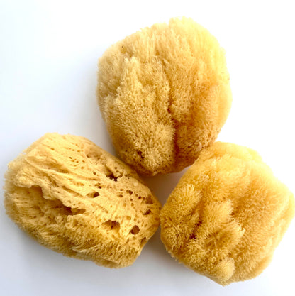 Caribbean Grass Body Sponge