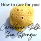 Caribbean Silk Sea Sponge