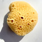 Caribbean Silk Sea Sponge