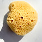 Caribbean Silk Sea Sponge