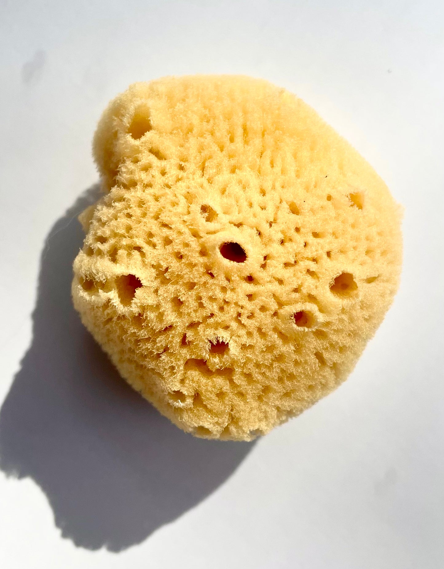 Caribbean Silk Sea Sponge